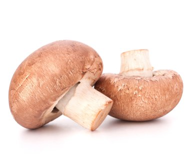 kahverengi champignon mantar