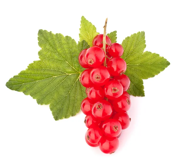 Grosellas rojas y hojas verdes bodegón — Foto de Stock