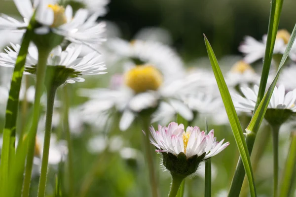 美しいヒナギク。花の背景. — ストック写真