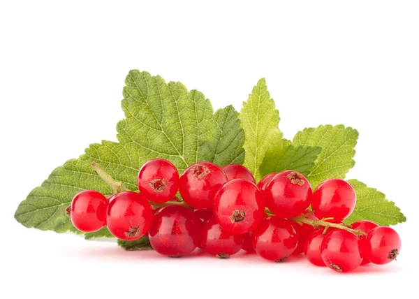 Red currants and green leaves still life — Stock Photo, Image