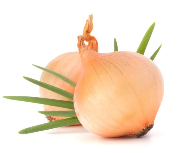 Onion vegetable Stock Image