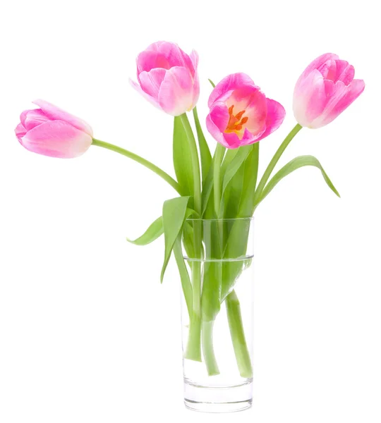 Pink tulips bouquet in vase isolated on white background — Stock Photo, Image