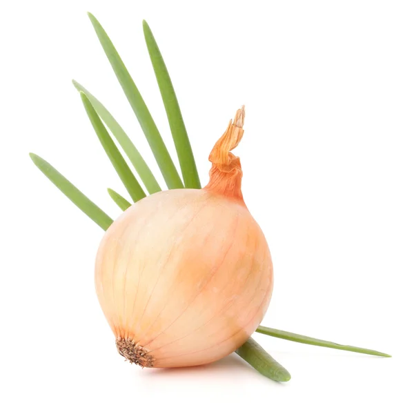Onion bulb Stock Photo