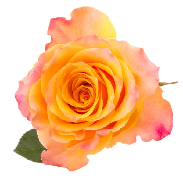 Oranje rose — Stockfoto