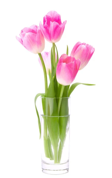 Rosa tulipanbukett i vase isolert på hvit bakgrunn – stockfoto