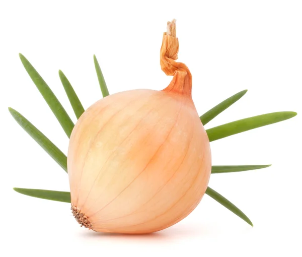 Onion bulb Stock Picture