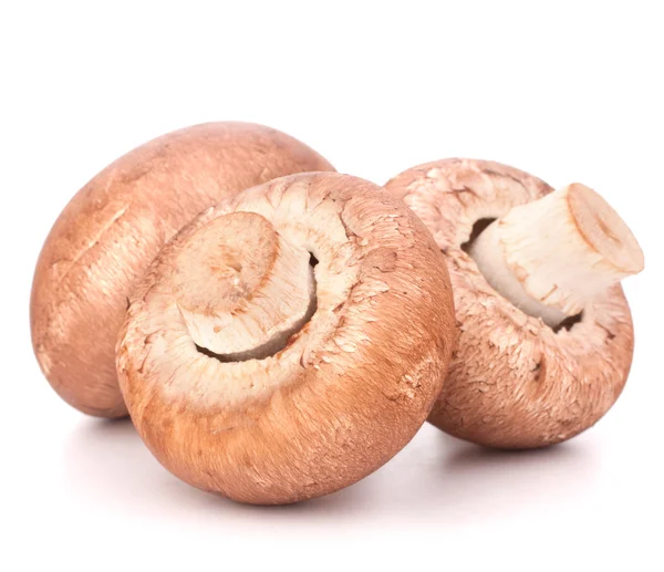 Fungo champignon marrone — Foto Stock