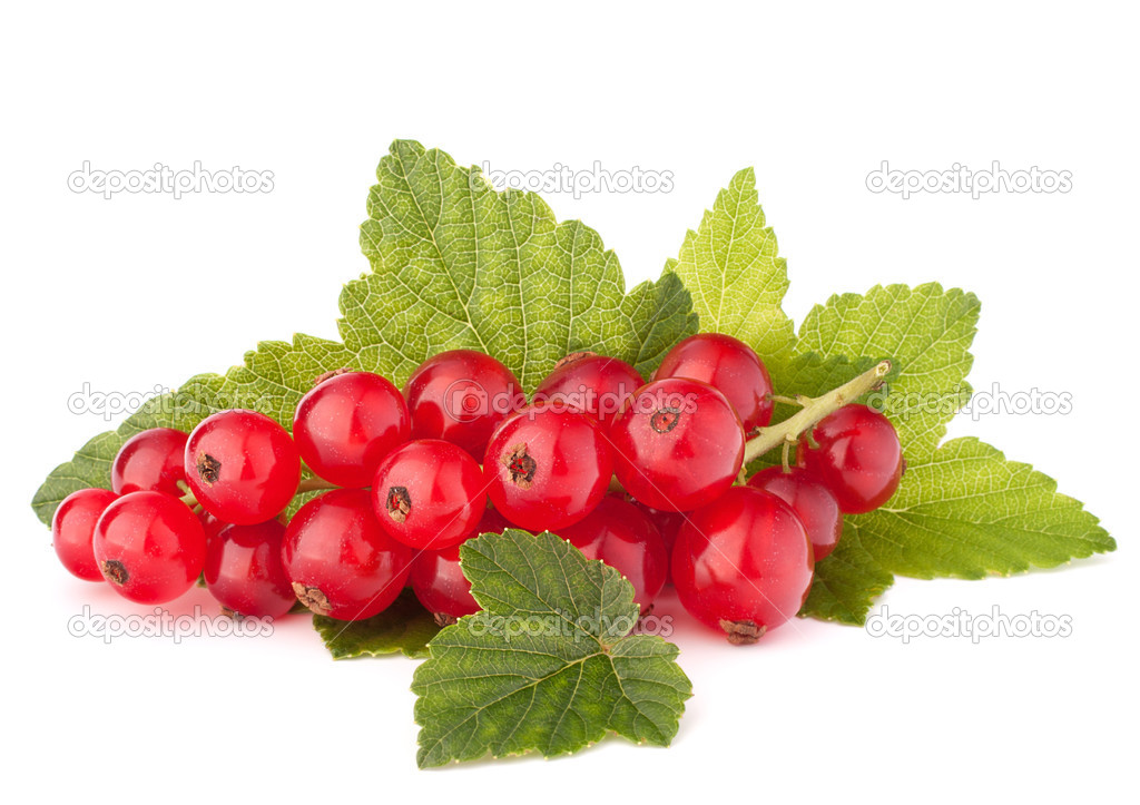 Red currants and green leaves still life