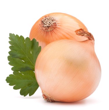 soğan sebze ampul ve maydanoz yaprakları natürmort