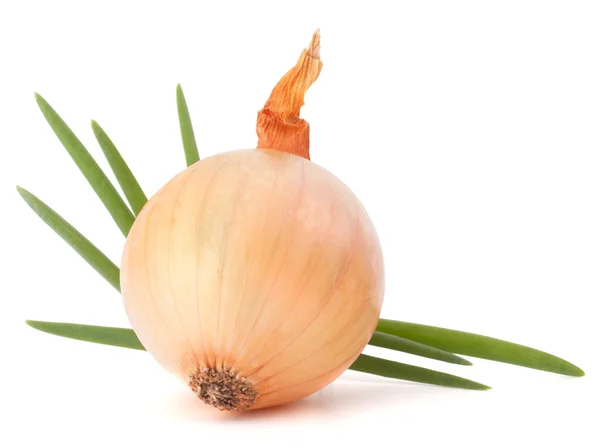 Onion bulb — Stock Photo, Image