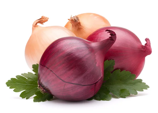 Onion vegetable bulb and parsley leaves still life — Stock Photo, Image