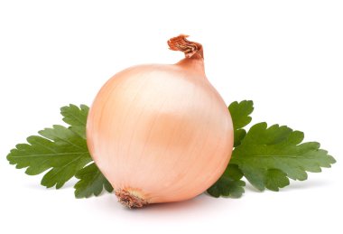 soğan sebze ampul ve maydanoz yaprakları natürmort