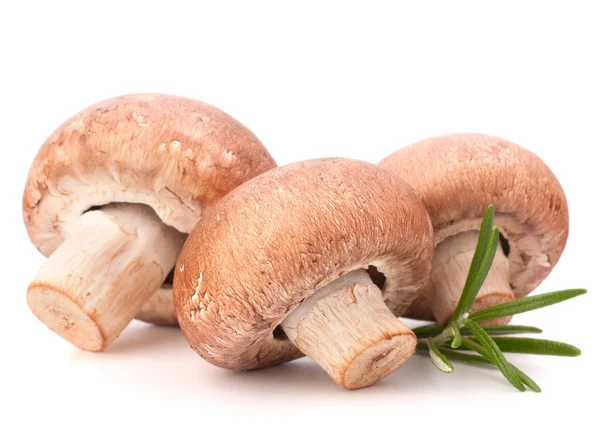 Fungo champignon marrone e foglie di rosmarino — Foto Stock