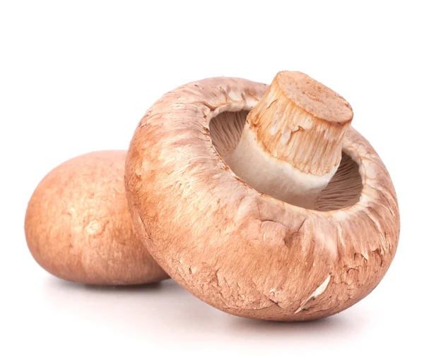 Kahverengi champignon mantar — Stok fotoğraf