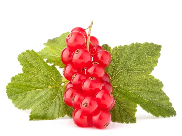 Rote Johannisbeeren und grüne Blätter Stillleben — Stockfoto