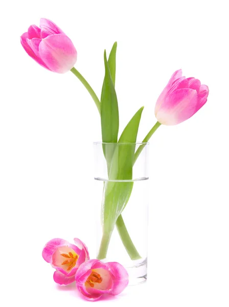 Pink tulips bouquet in vase isolated on white background — Stock Photo, Image