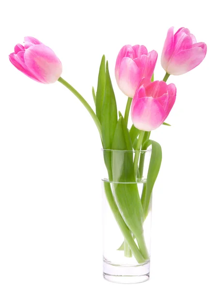 Pink tulips bouquet in vase isolated on white background — Stock Photo, Image