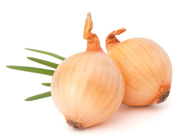 Onion vegetable — Stock Photo, Image