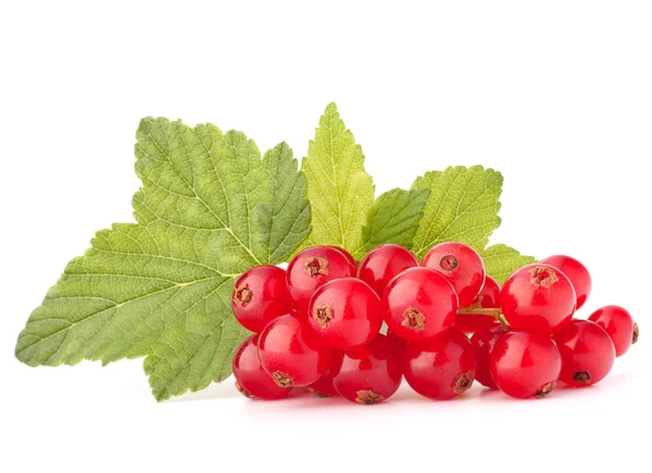 Grosellas rojas y hojas verdes bodegón — Foto de Stock