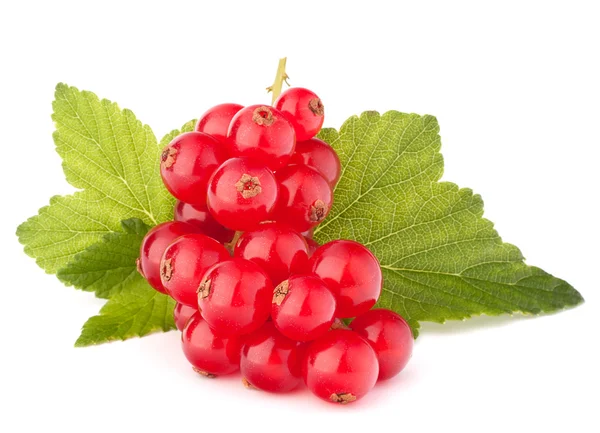 Red currants and green leaves still life — Stock Photo, Image