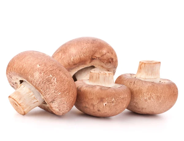 Gruppo di funghi champignon marroni — Foto Stock