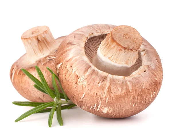 Kahverengi champignon mantar ve biberiye yaprakları — Stok fotoğraf