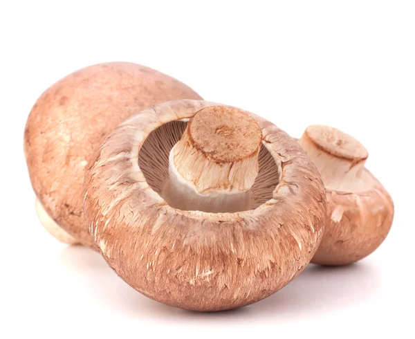 Fungo champignon marrone — Foto Stock