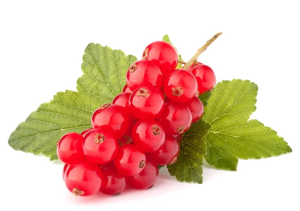 Rote Johannisbeeren und grüne Blätter Stillleben — Stockfoto