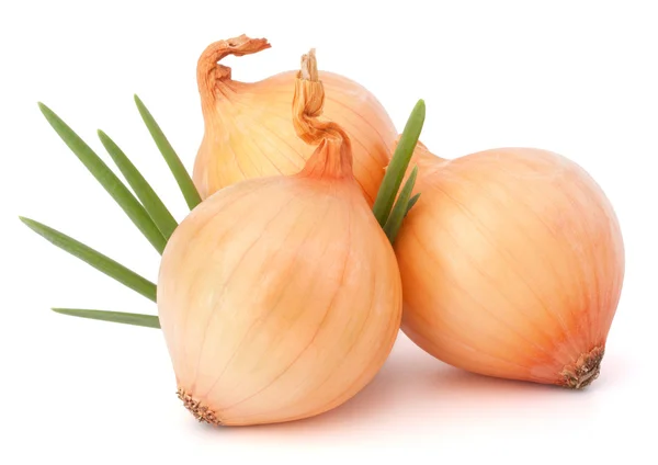 Onion vegetable — Stock Photo, Image