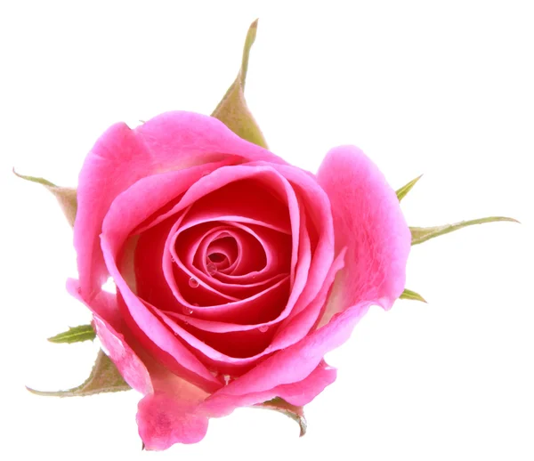 Pink rose flower head isolated on white background cutout — Stock Photo, Image