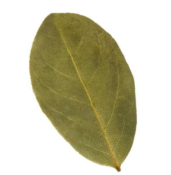 芳香族の月桂樹の葉 — ストック写真