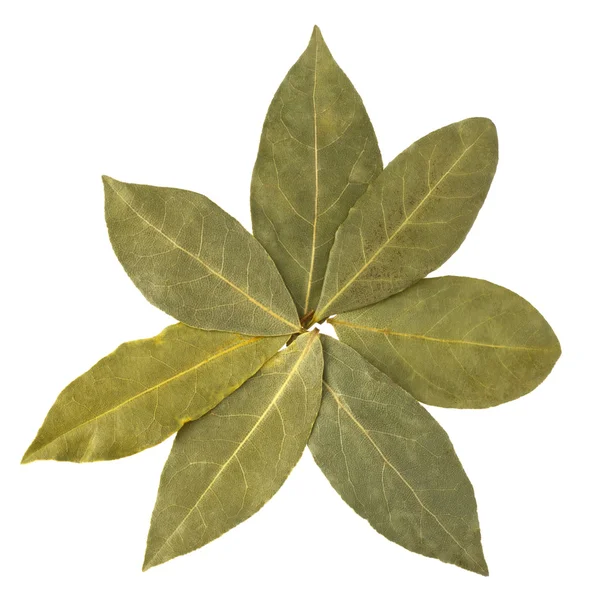 Aromatic bay leaves — Stock Photo, Image