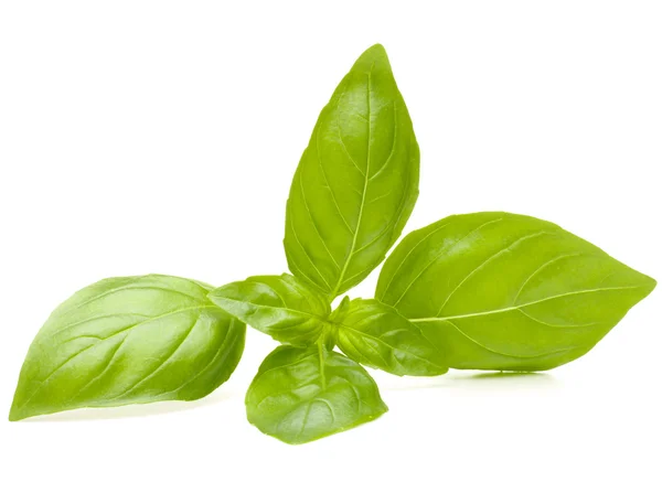 Sweet basil leaves — Stock Photo, Image