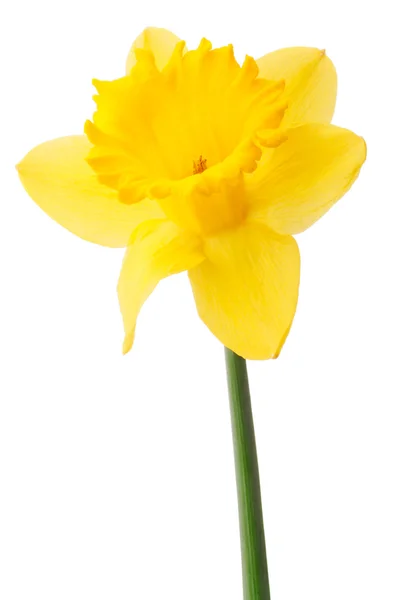 Daffodil květiny nebo narcisy izolované na bílém pozadí střih — Stock fotografie