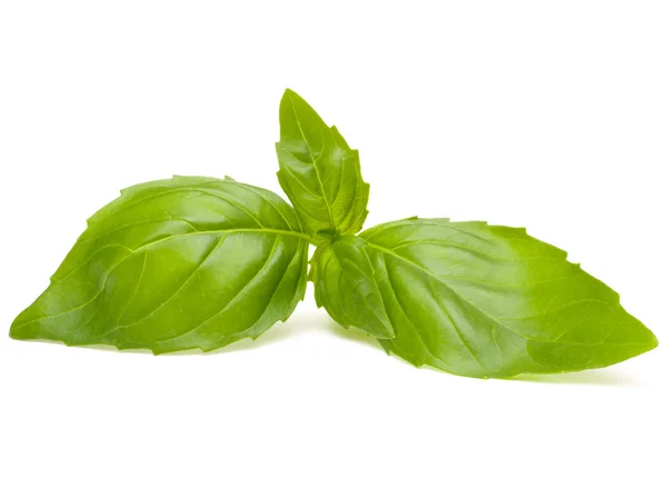 Sweet basil leaves — Stock Photo, Image