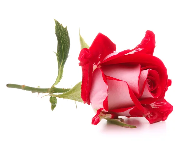 Rosier rouge tête de fleur isolé sur fond blanc découpe — Photo