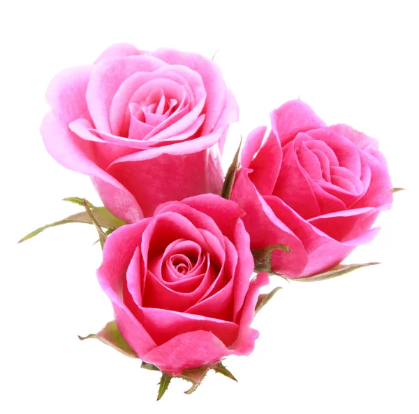 Pink rose flower bouquet isolated on white background cutout — Stock Photo, Image