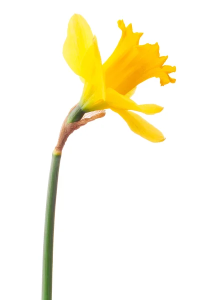 Daffodil fleur ou narcisse isolé sur fond blanc découpe — Photo