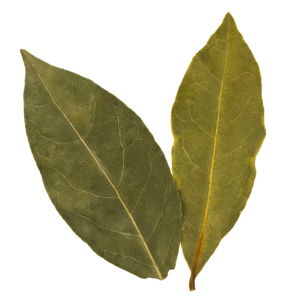 Aromatic bay leaves — Stock Photo, Image