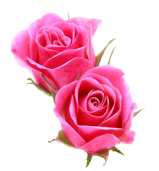 Розовый букет цветок розы изолированы на белом фоне вырезки
