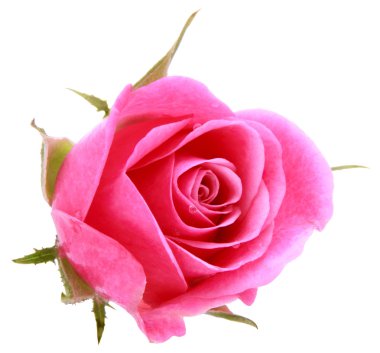 pembe Gül çiçek baş beyaz arka plan üzerinde kesme izole