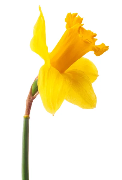 Żonkil kwiat lub narcyz izolowane na białym tle wycinanka — Zdjęcie stockowe