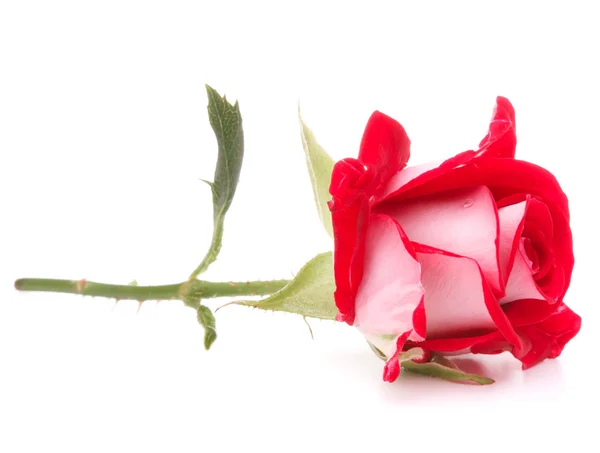 Rosier rouge tête de fleur isolé sur fond blanc découpe — Photo