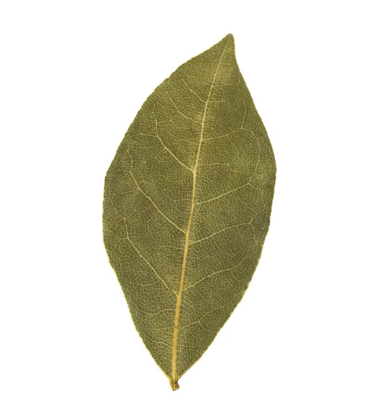 Aromatic bay leaves — Stock Photo, Image