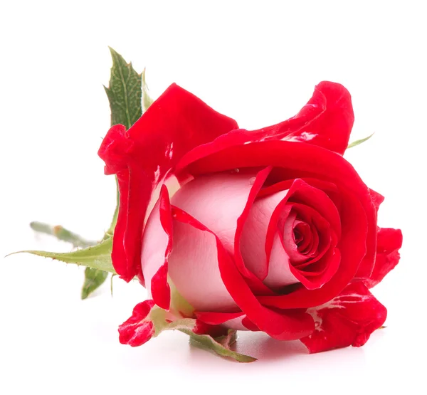 Κόκκινος αυξήθηκε λουλούδι κεφάλι που απομονώνονται σε λευκό φόντο διακοπής — Φωτογραφία Αρχείου