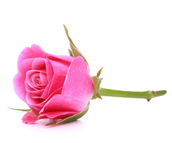 Pink rose flower head isolated on white background cutout — Stock Photo, Image