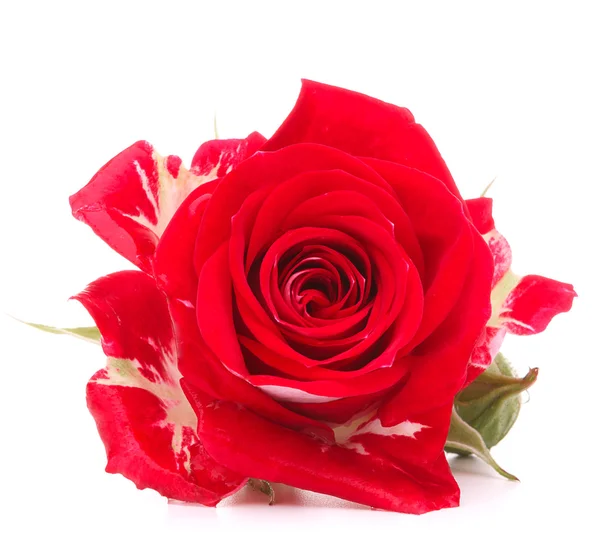 Κόκκινος αυξήθηκε λουλούδι κεφάλι που απομονώνονται σε λευκό φόντο διακοπής — Φωτογραφία Αρχείου