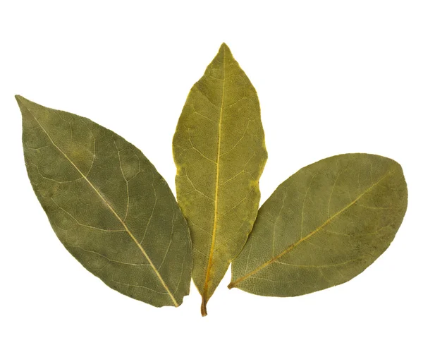 Aromatic bay leaves — Stock Photo, Image