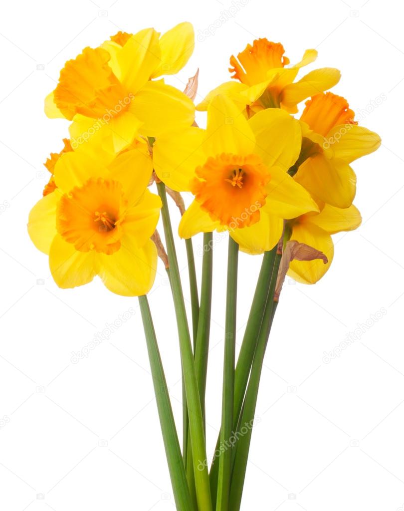 Daffodil flower or narcissus bouquet isolated on white backgro Stock ...