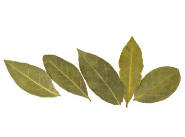 aromatik defne yaprağı